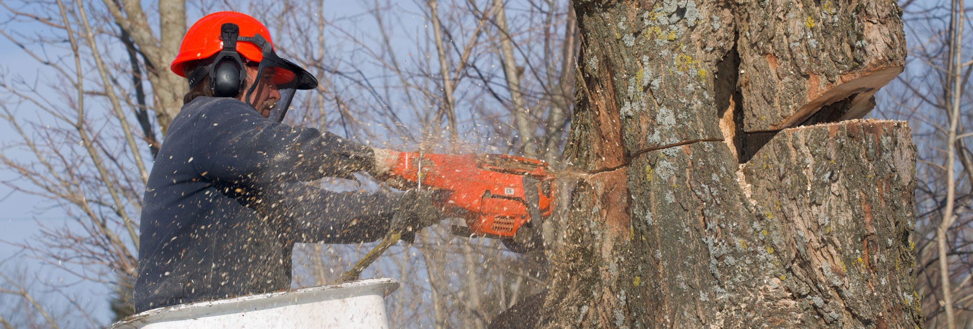 Man Cutting a Dead Tree