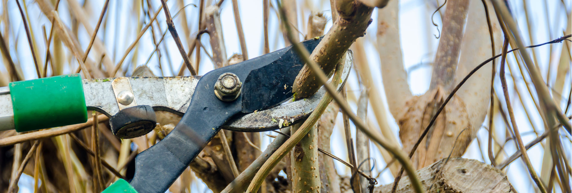Pruning Branches in the Yard
