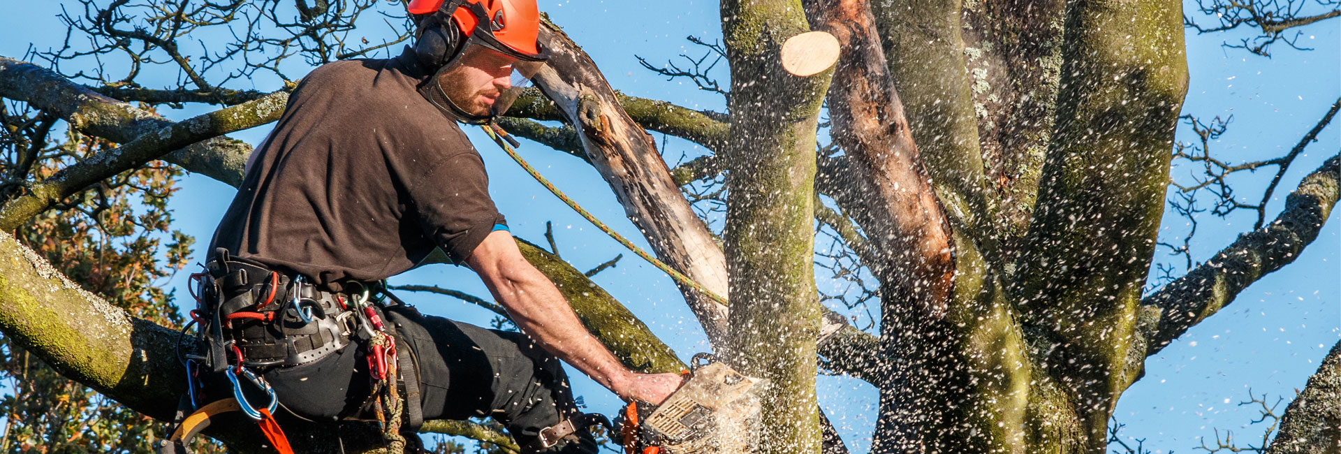 Tree Branch Cutting