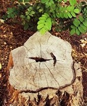 Tree Stump - Stump Removal